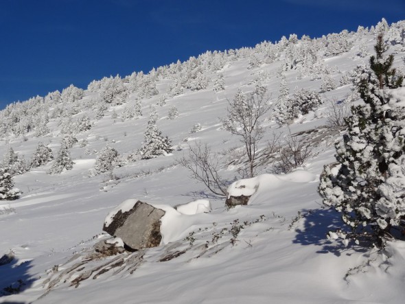 sapin-enneige-villard-de-lans-2015.jpg